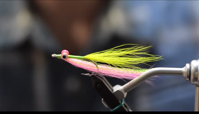 cams tutee fruite clouser